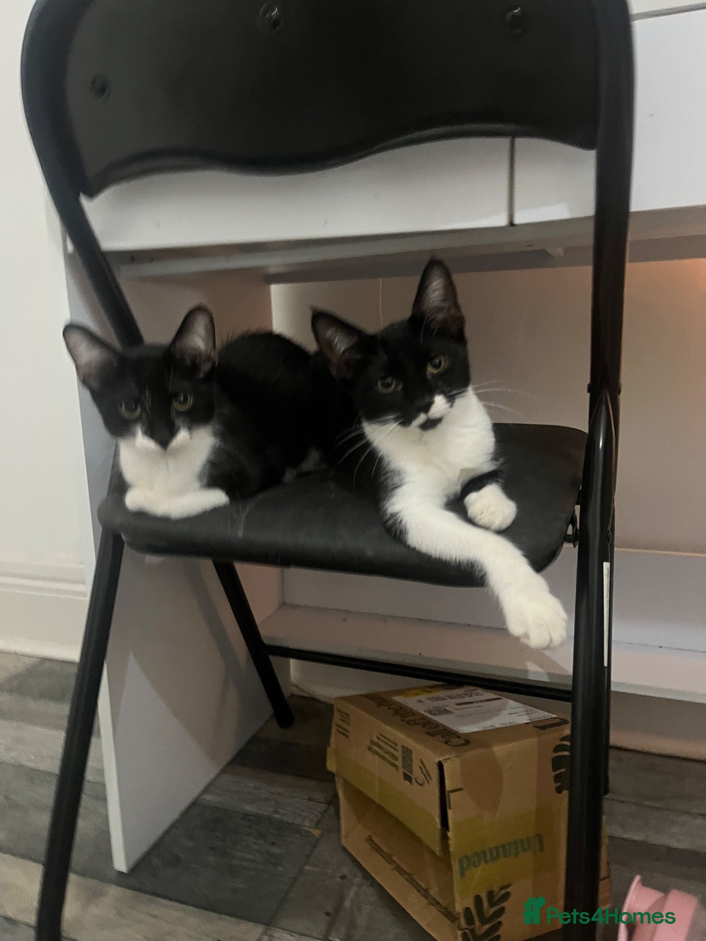 Mixed Breed cats 3 cuddly kittens for rehome - Advert 13