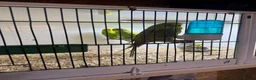 Canaries birds for sale: Birds for sale budgies, canaries ect  - Advert 16