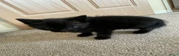 Mixed Breed cats for sale: Gorgeous black kittens  - Advert 3
