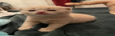 Ajax