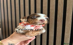 Cocker Spaniel dogs for sale: Cocker spaniel merle puppies - Image 5