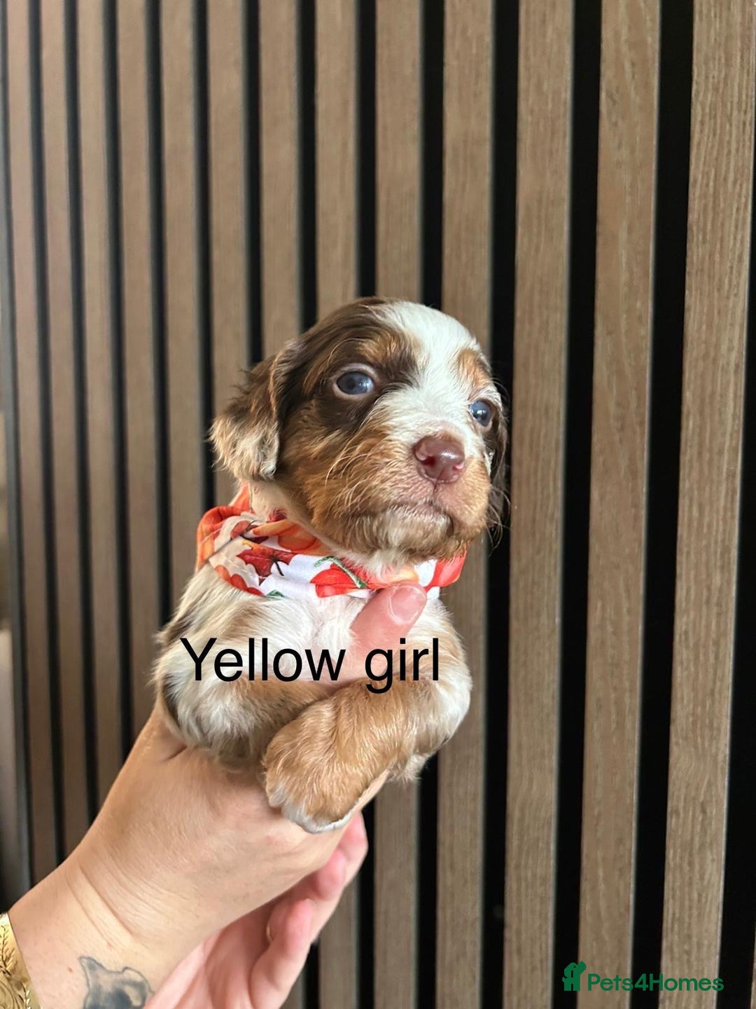 Cocker Spaniel dogs for sale: Cocker spaniel merle puppies - Image 5