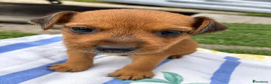 Mixed Breed 1