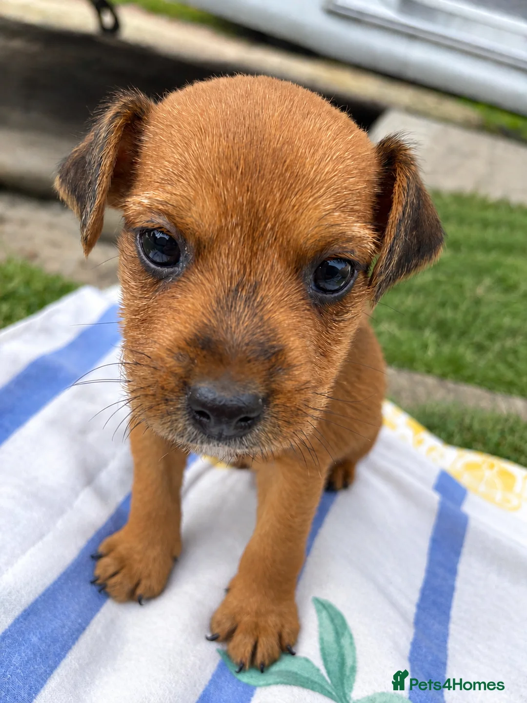 Mixed Breed dogs for sale: Two beautiful Border x Lakeland boy puppies - Advert 7