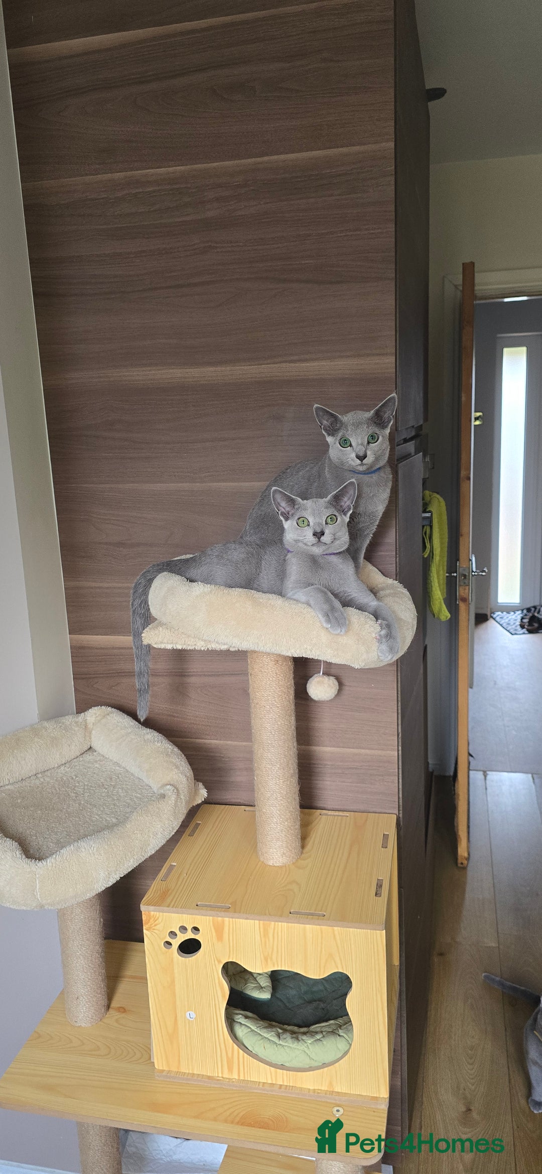 Russian Blue cats for sale: Russian Blue kittens Tica registered  - Image 26