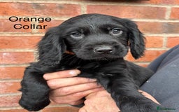 Cocker Spaniel dogs for sale: Ready Now - Cocker spaniel puppies - Image 11