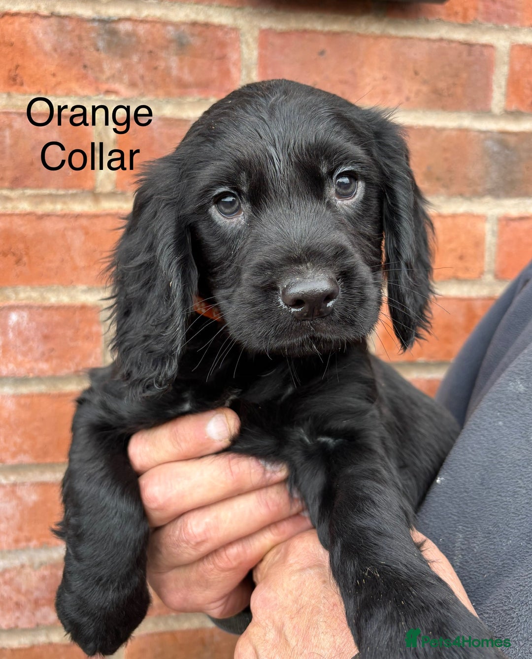 Cocker Spaniel dogs for sale: Ready Now - Cocker spaniel puppies - Image 11
