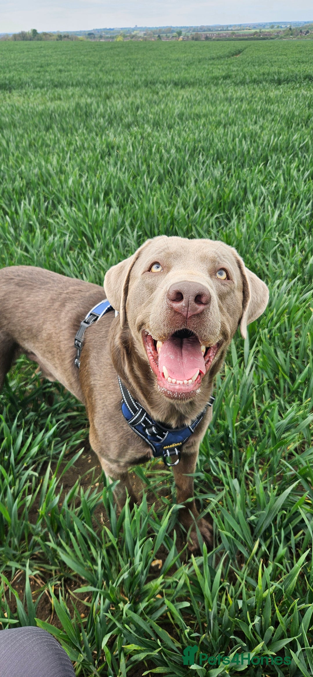 Labrador Retriever dogs for sale: 2 year old silver labrador - Image 3