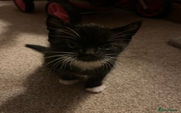 Mixed Breed cats for sale: Black and white Kittens - Image 8
