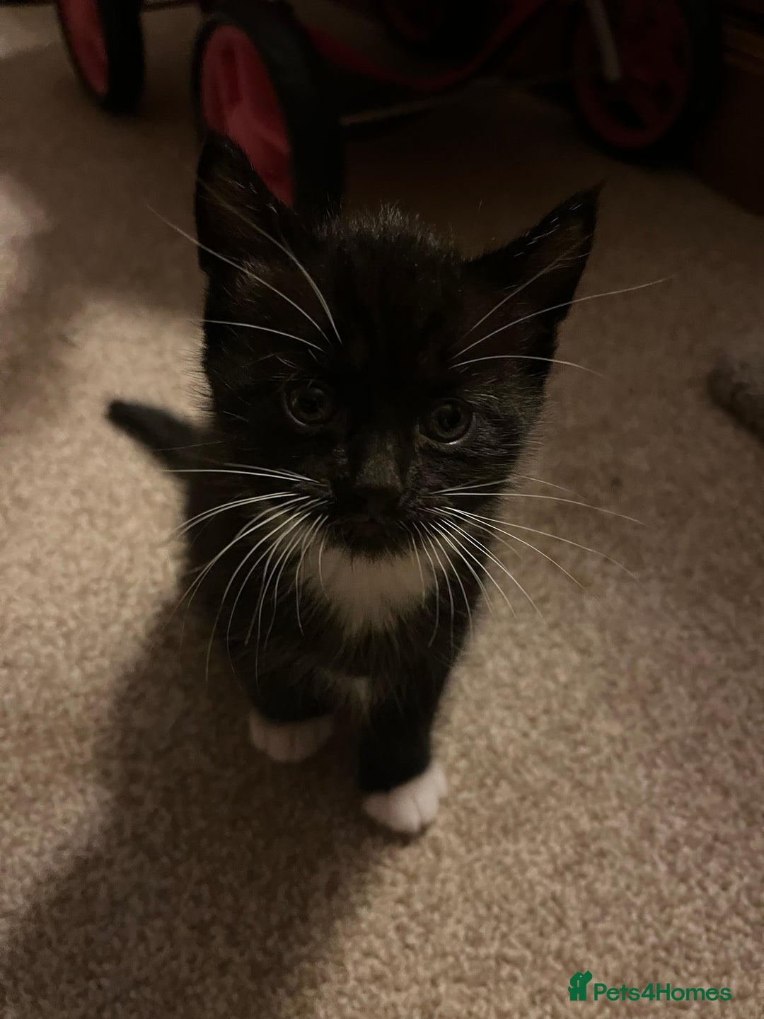 Mixed Breed cats for sale: Black and white Kittens - Image 8