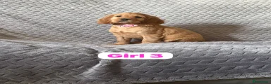 Cocker Spaniel 5