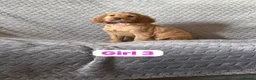 Cocker Spaniel dogs for sale: FULLHEATHTESTED OUTSTANDING SHOWTYPE COCKERSPANIEL in Alton - Advert 27