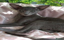 Oriental cats for sale: Full Pedigree Oriental 1 Kitten XL size ears GCCF - Image 6