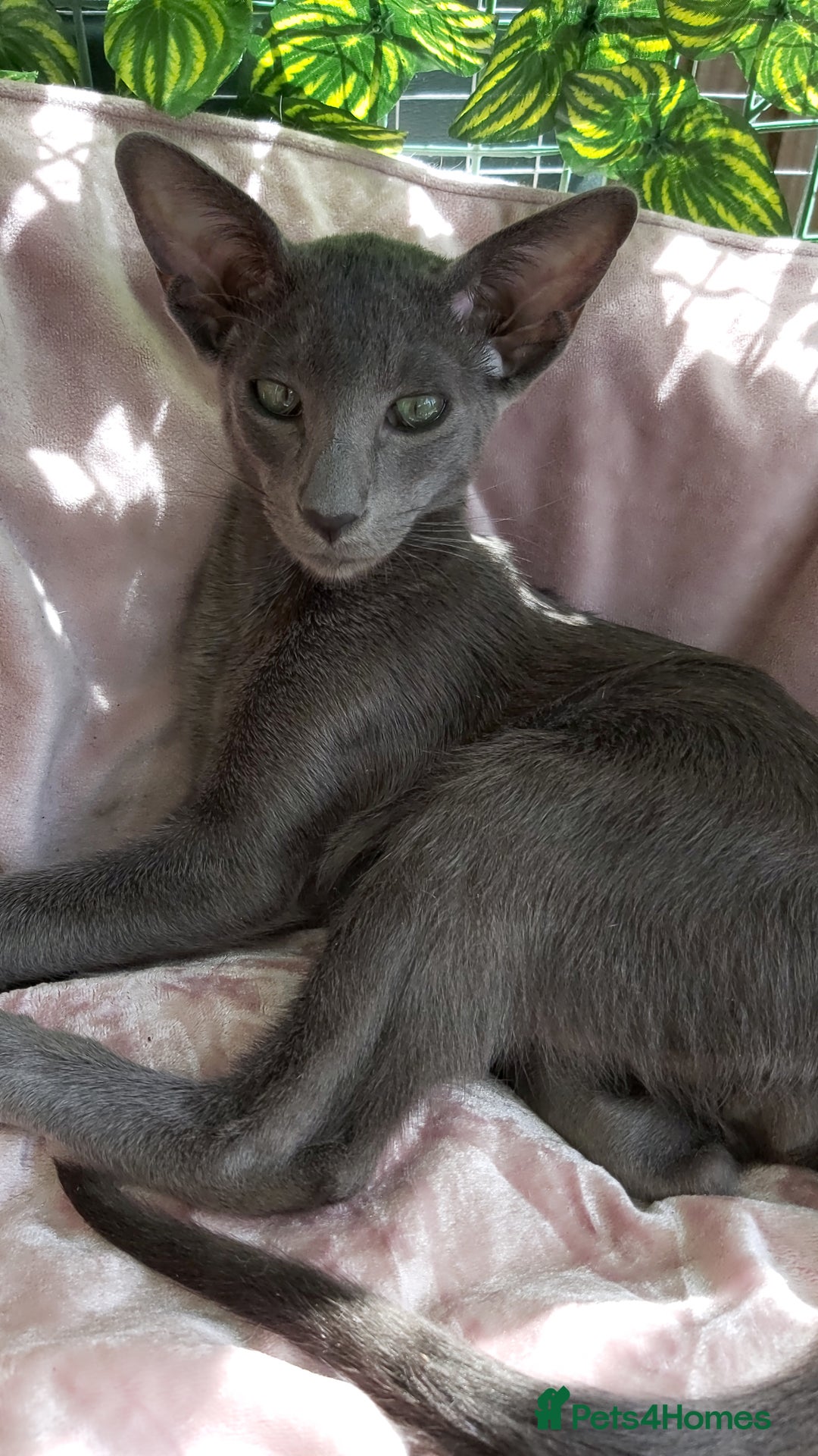Oriental cats for sale: Full Pedigree Oriental 1 Kitten XL size ears GCCF - Image 6