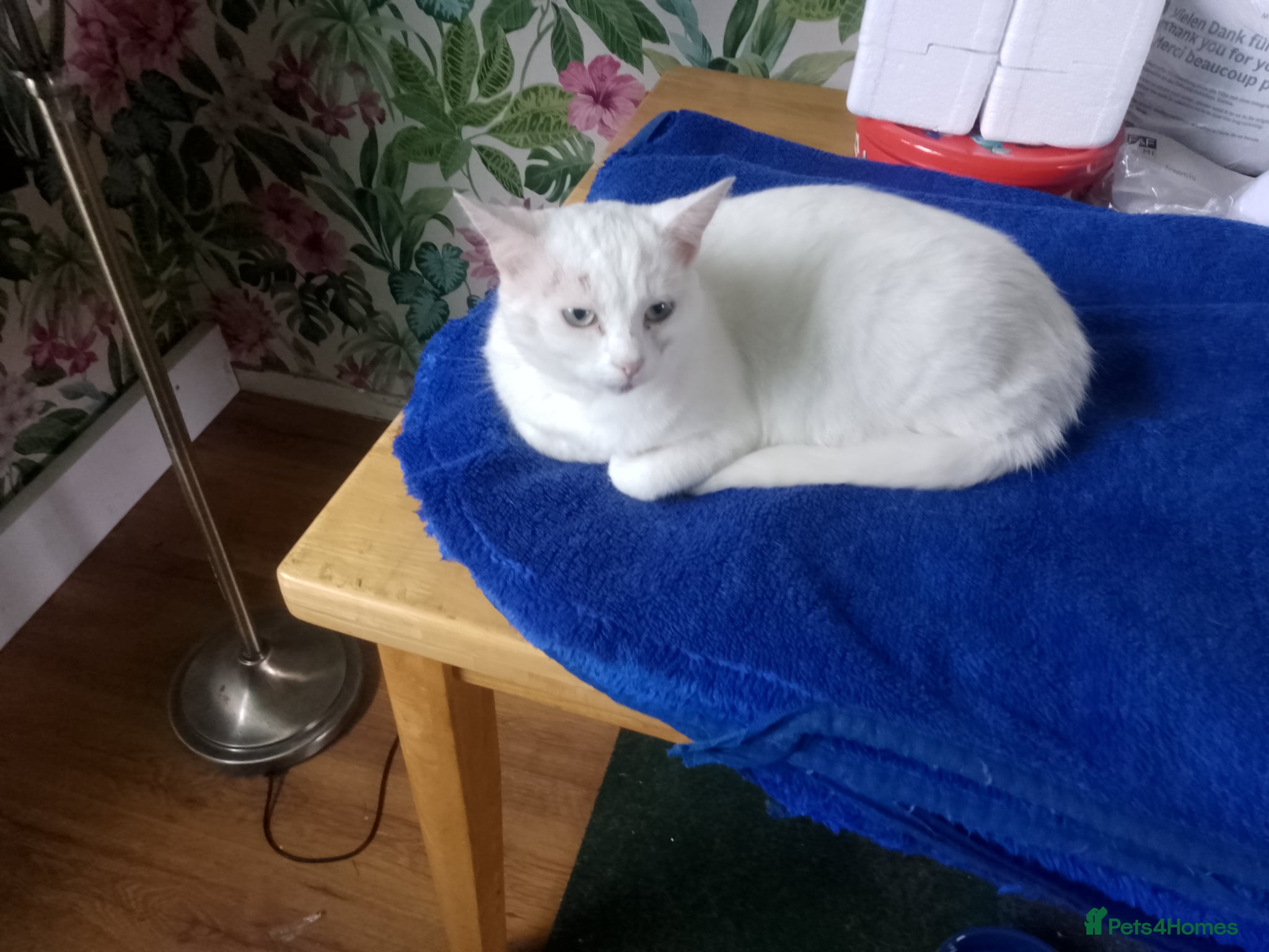 Mixed Breed cats White russian cat - Advert 18