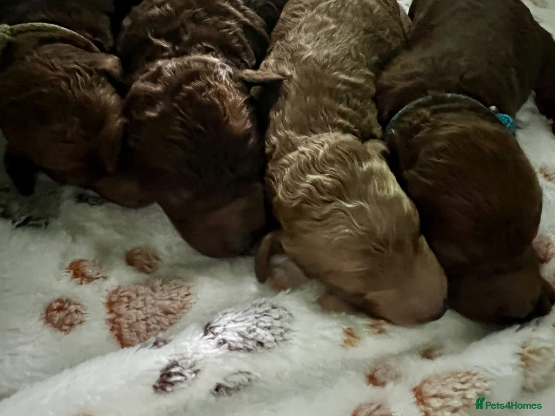 Goldendoodle dogs for sale: Miniture F1B Irish doodles health tested parents  - Advert 2