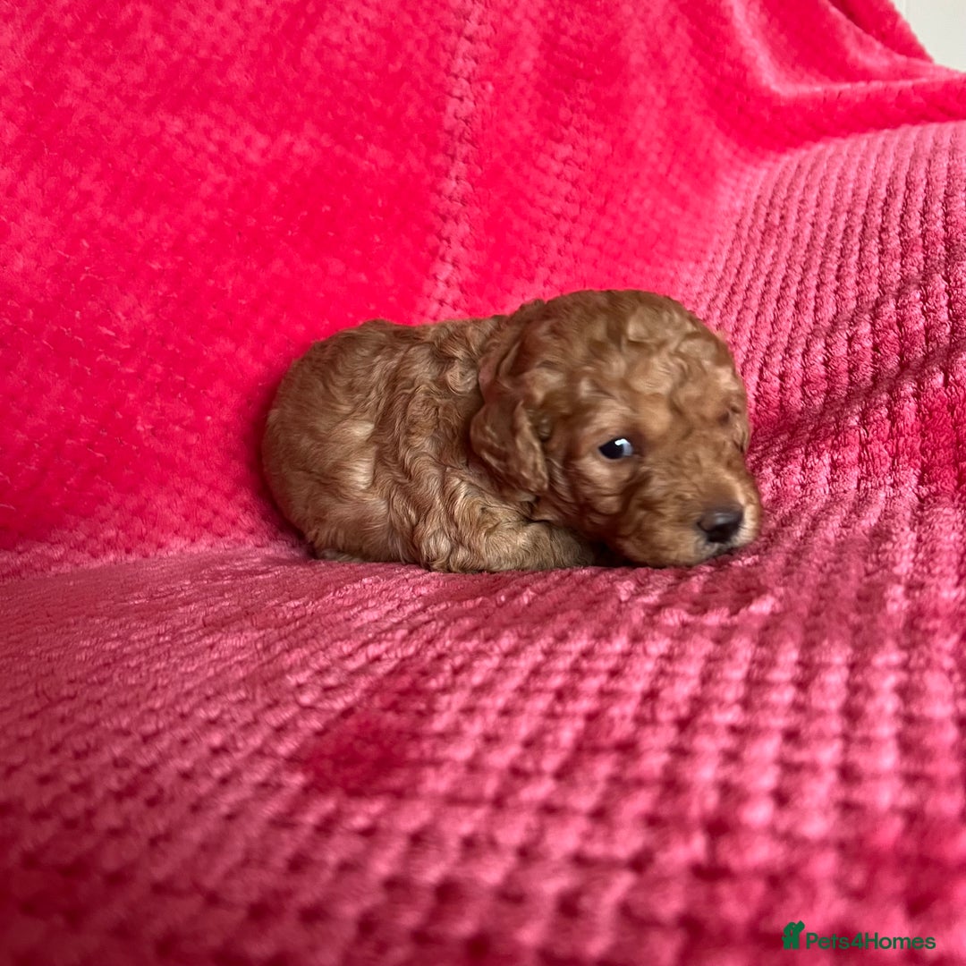 Australian Labradoodle dogs for sale: Fib Labradoodle puppies - Advert 35