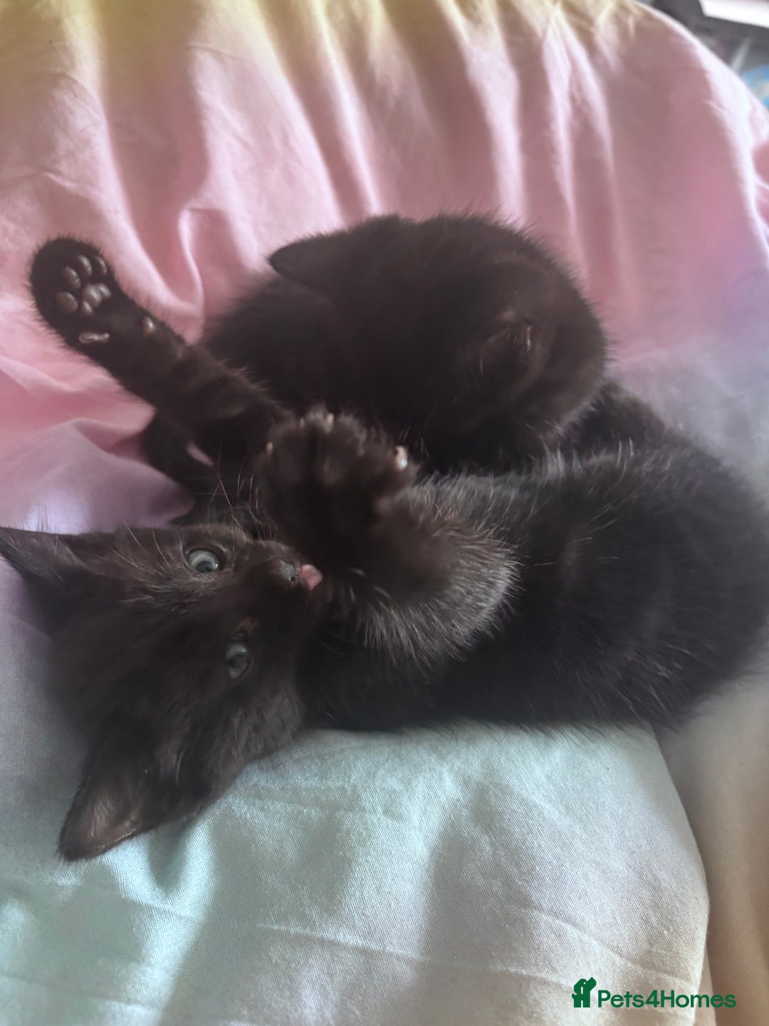Mixed Breed cats for sale: Mixed breed Bengal kittens - Image 2