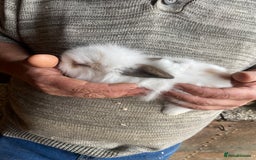 Mini Lop rabbits for sale: 3 beautiful girl baby bunnies  - Image 13