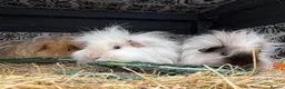 Guinea Pig rodents for sale: Lunkarya guinea pigs - Advert 3