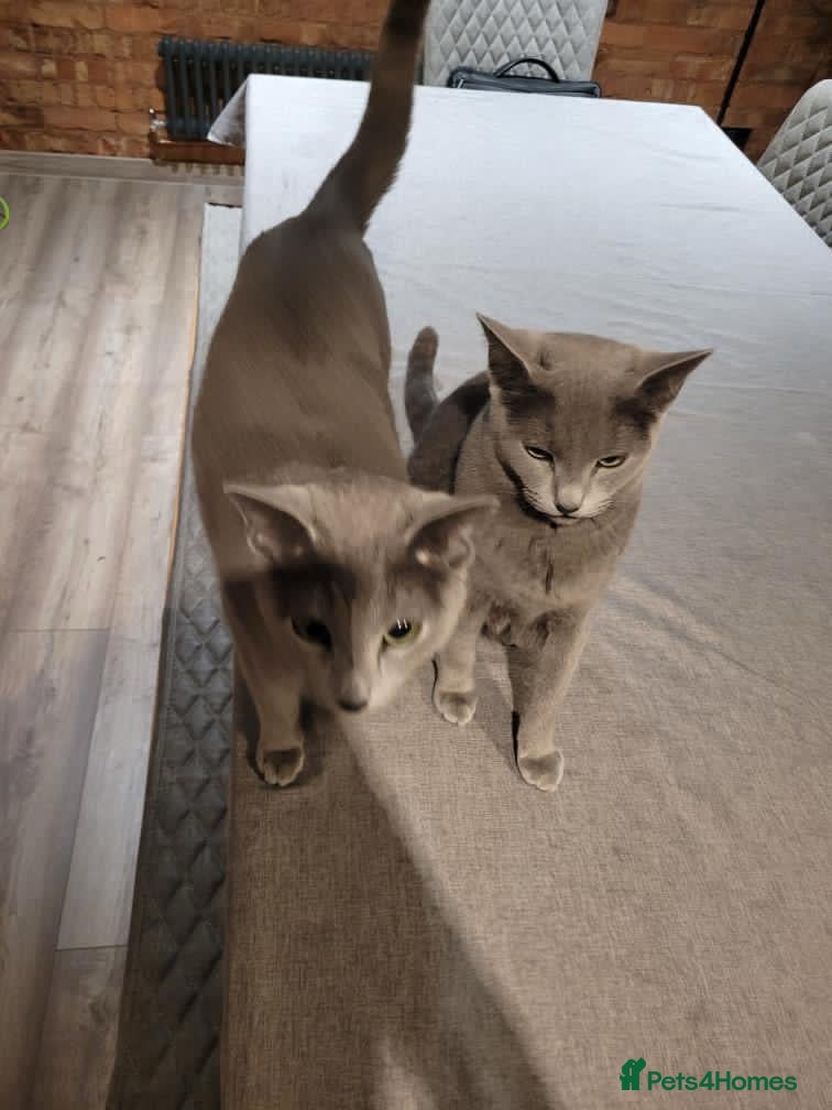 Russian Blue cats Russian Blue cats (sisters) - Advert 1