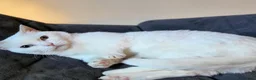 Munchkin cats for sale: Exceptional Quality & Extremely Rare Minuets - Advert 6