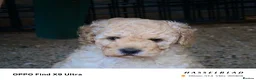 Miniature Poodle dogs for sale: Beautiful Miniature Apricot Poodle Puppy in Nottingham - Advert 8