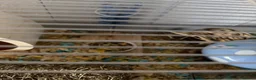 Hamster rodents for sale: Dumbo - Male Syrian Hamster  in Taunton - Advert 4
