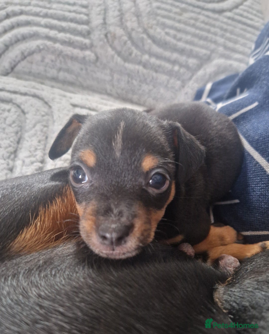 Jack Russell dogs for sale: Jack russell male puppy - Image 4