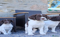 English Springer Spaniel dogs for sale: 3 beautiful boys - Image 5