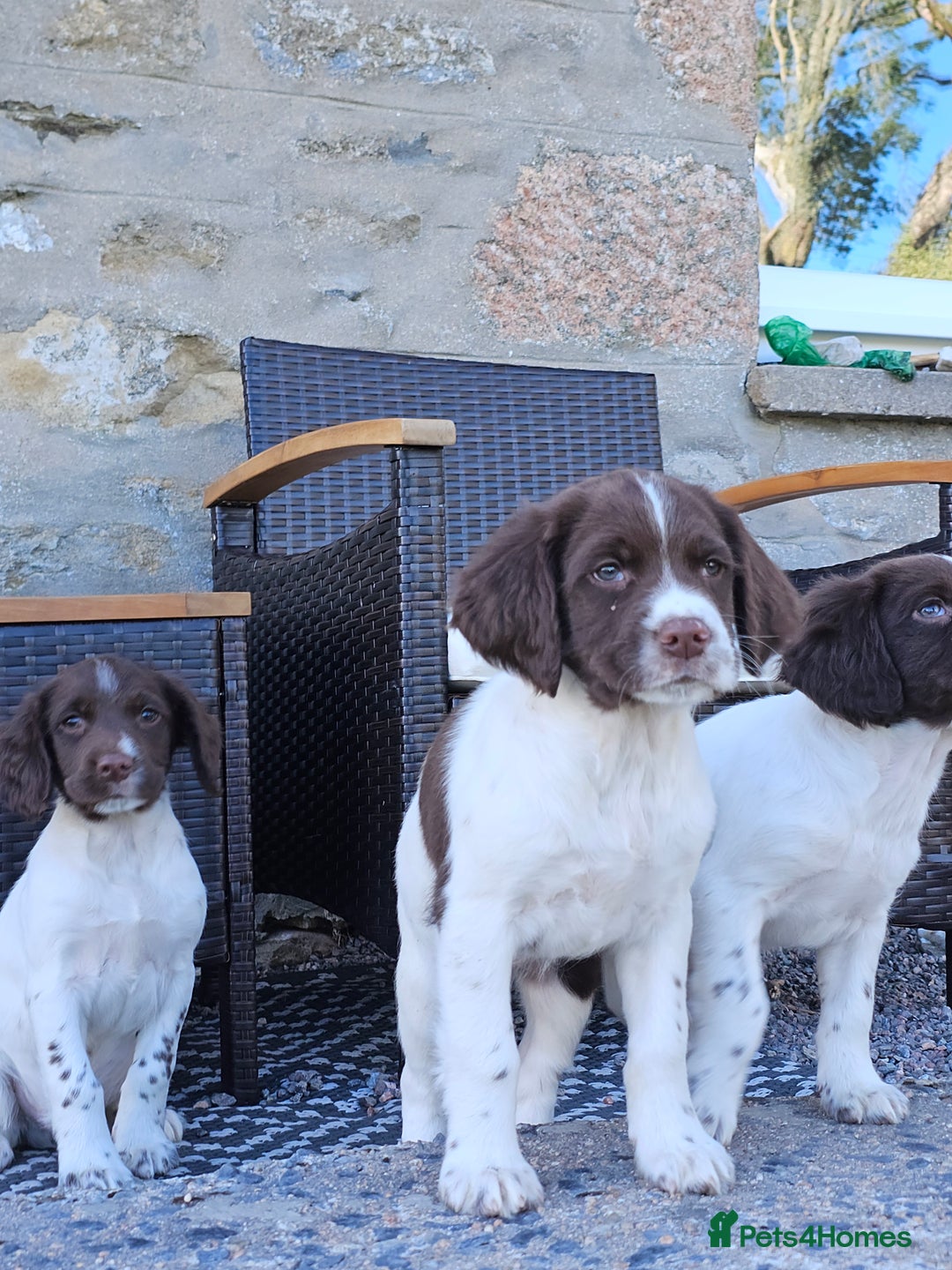 English Springer Spaniel dogs for sale: 3 beautiful boys - Image 5