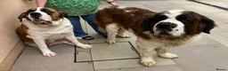 Saint Bernard dogs for sale: KC Registered Saint Bernard Pups - Advert 21