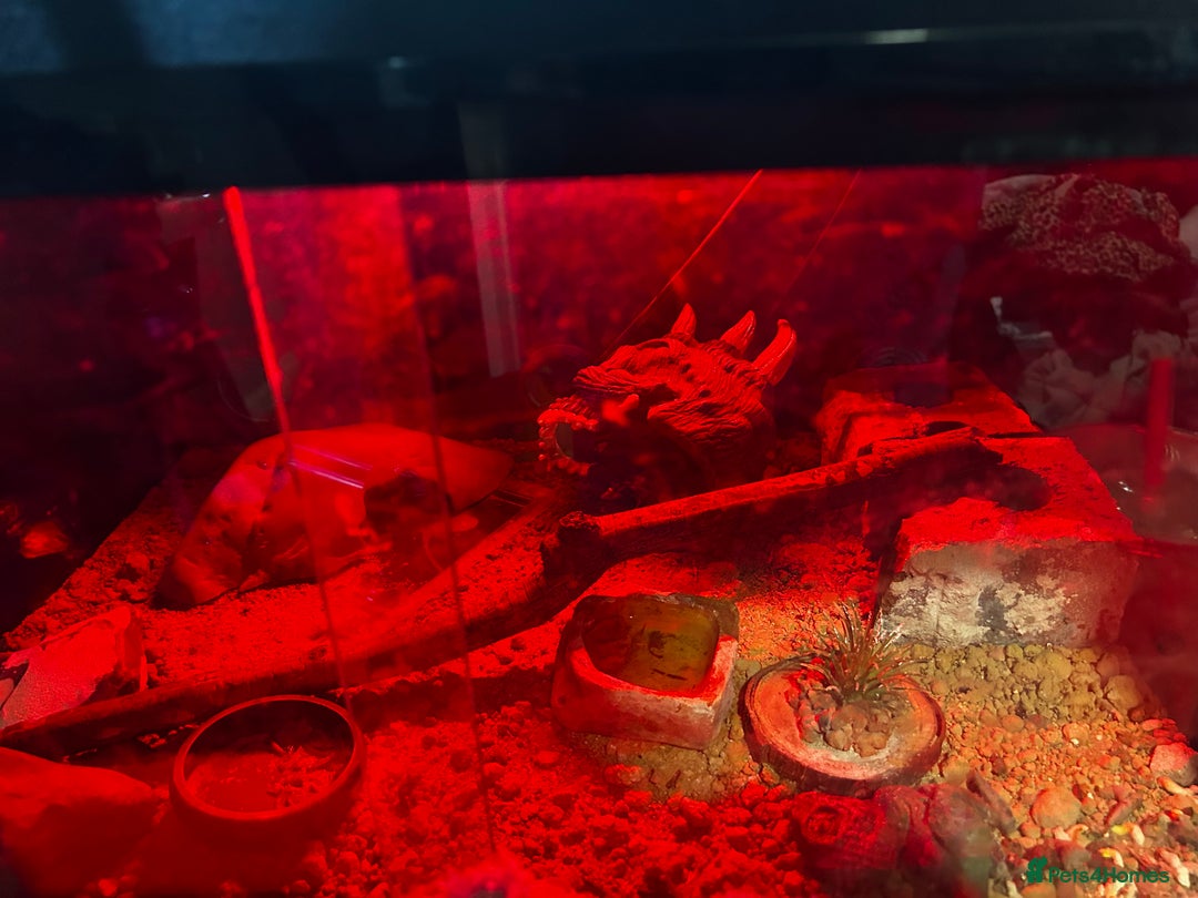 Leopard Gecko reptiles for sale: Leopard gecko+ full set up for sale  - Image 2