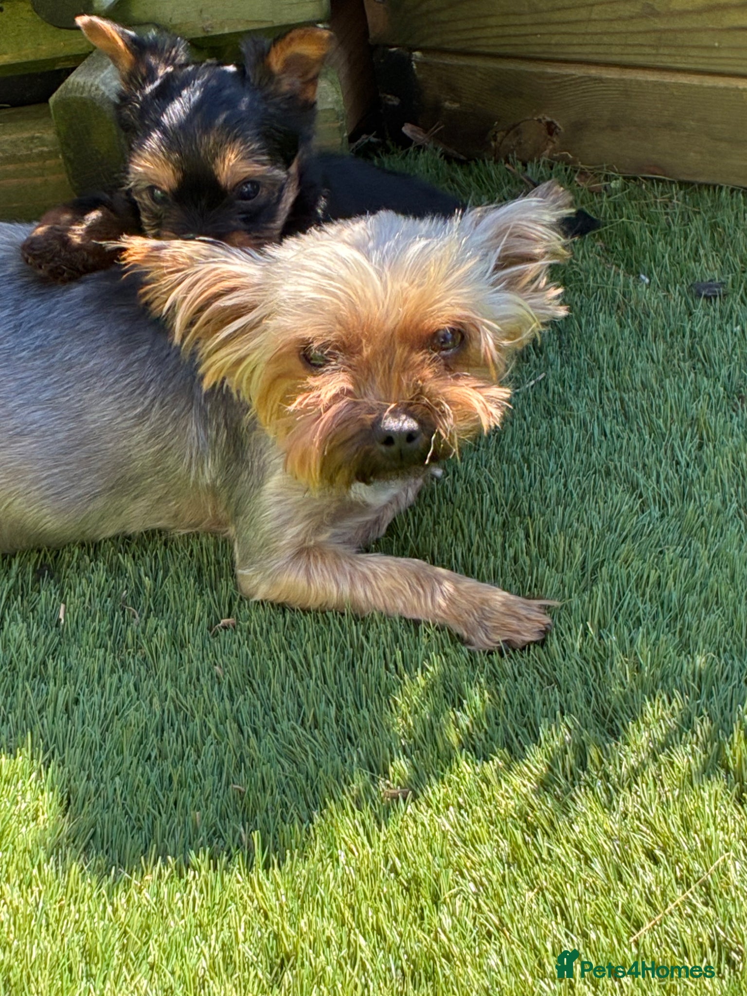 Yorkshire Terrier dogs Kc Yorkshire Terrier puppy’s  - Advert 5