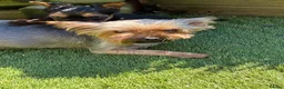 Yorkshire Terrier dogs for sale: Kc Yorkshire Terrier puppy’s  - Advert 1
