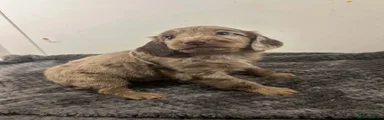 Cockapoo 1