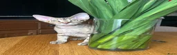 Devon Rex cats for sale: Our beautiful Devon Rex kittens are ready to move  - Advert 35