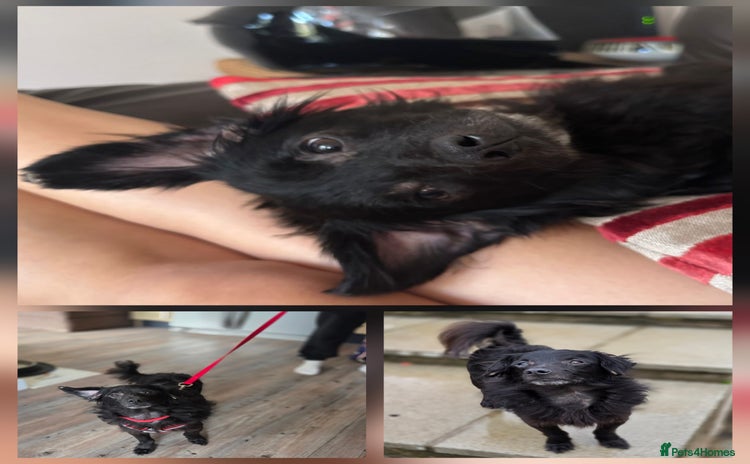 Mixed Breed dogs - Advert 3