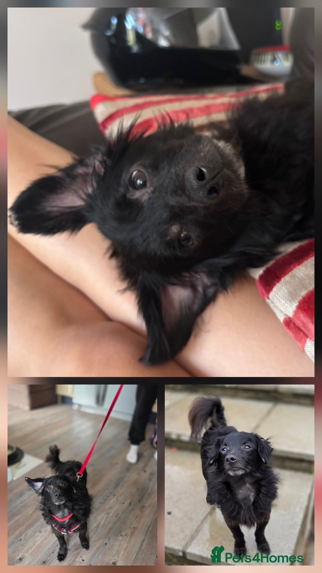 Mixed Breed dogs for adoption: Darling Gary looking for his happy ever after - Image 1