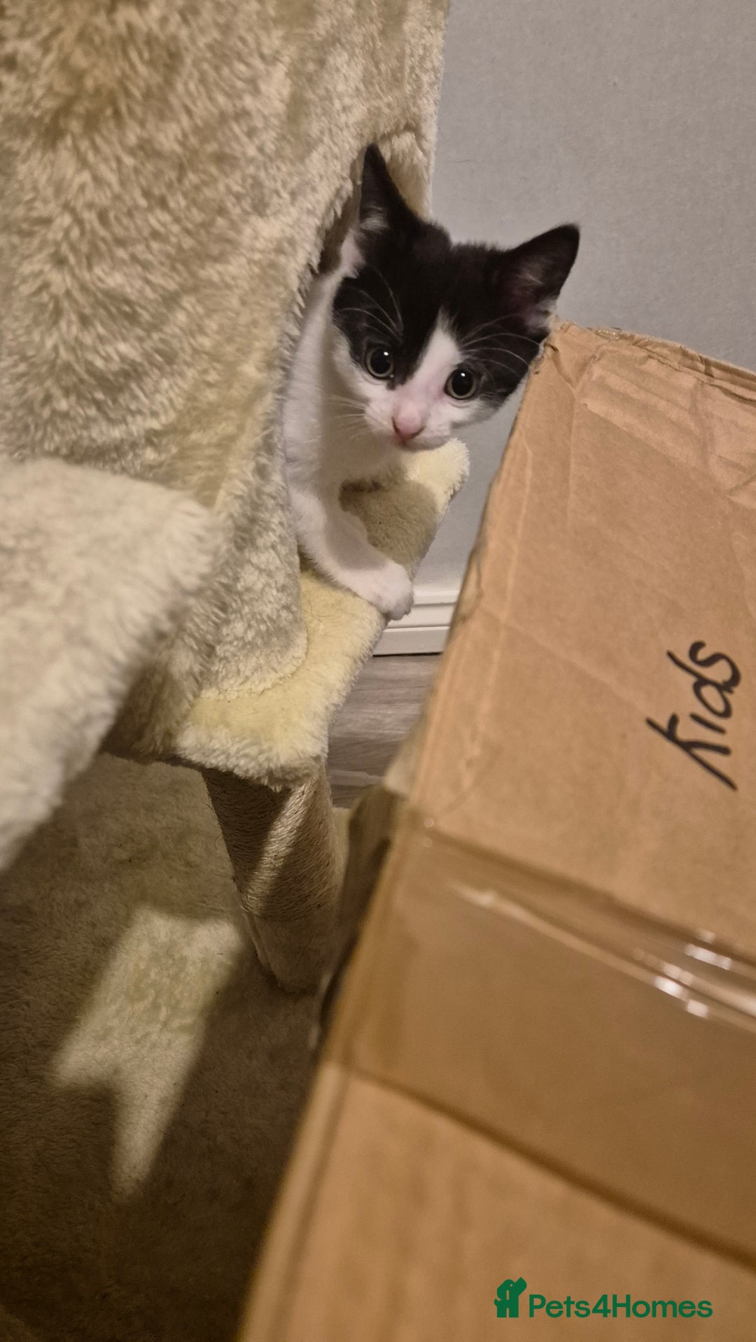 Mixed Breed cats for sale: 2 female kittens available and ready to leave  - Advert 5