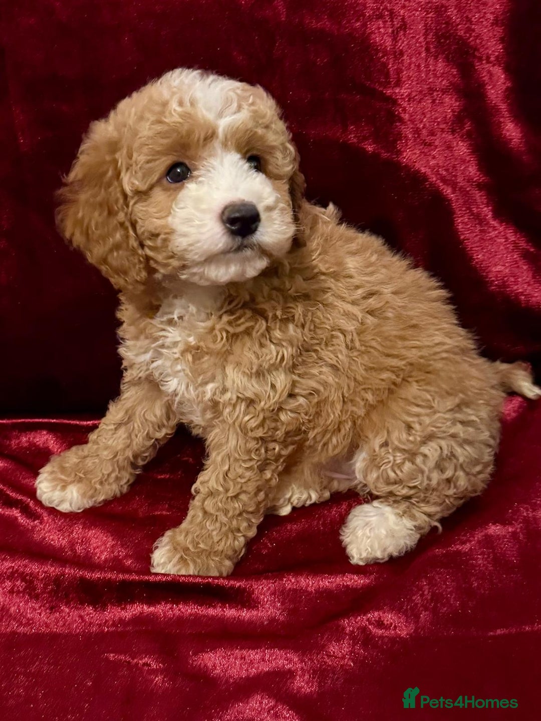 Maltipoo dogs for sale: READY TO LEAVE!! BEAUTIFUL LITTER OF F1B MALTIPOOS - Advert 4