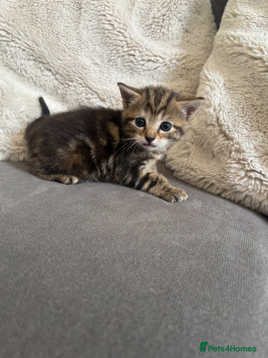 Persian cats for sale: Persian cross kittens  - Advert 4