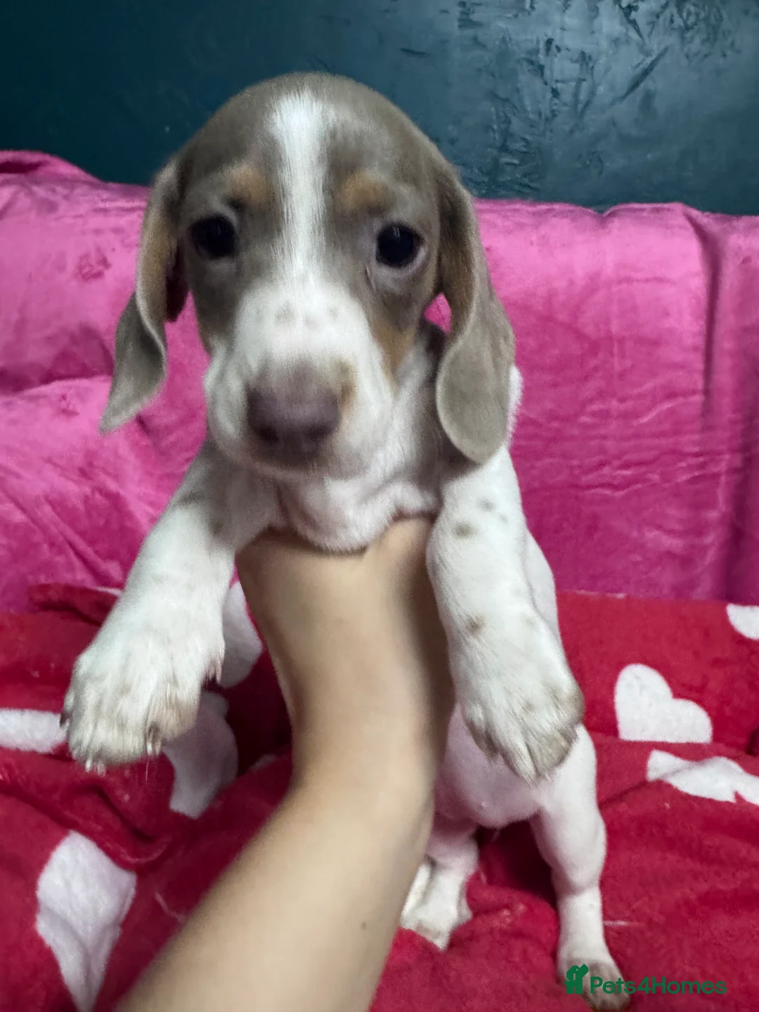 Miniature Dachshund dogs for sale: 4 cute piebald miniature dachshunds available  - Advert 6