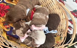 Dachshund dogs for sale: Dachshund  - Advert 10