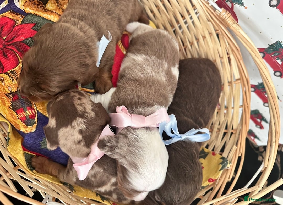 Dachshund dogs for sale: Dachshund  - Advert 10