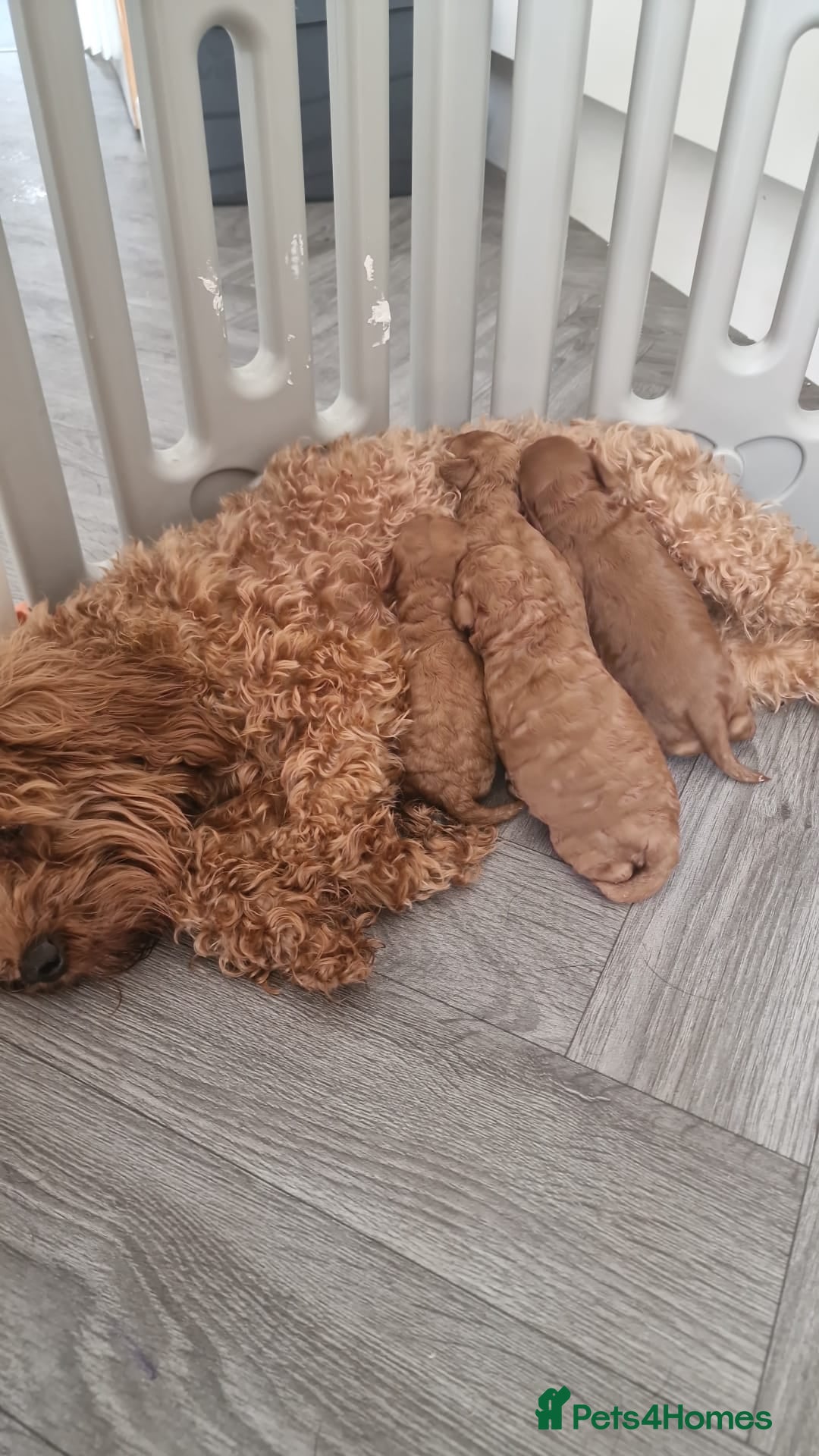 Toy Poodle dogs for stud: Proven red toy poodle For stud  ( Health tested )  in Rotherham - Image 18