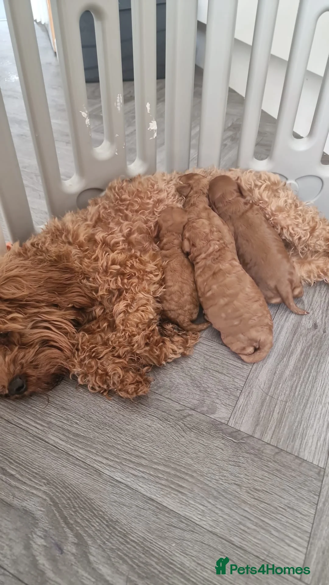 Toy Poodle dogs for stud: Proven red toy poodle For stud  ( Health tested )  in Rotherham - Advert 19