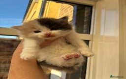 Ragdoll cats for sale: Cuddly Ragdoll X kittens - Image 4
