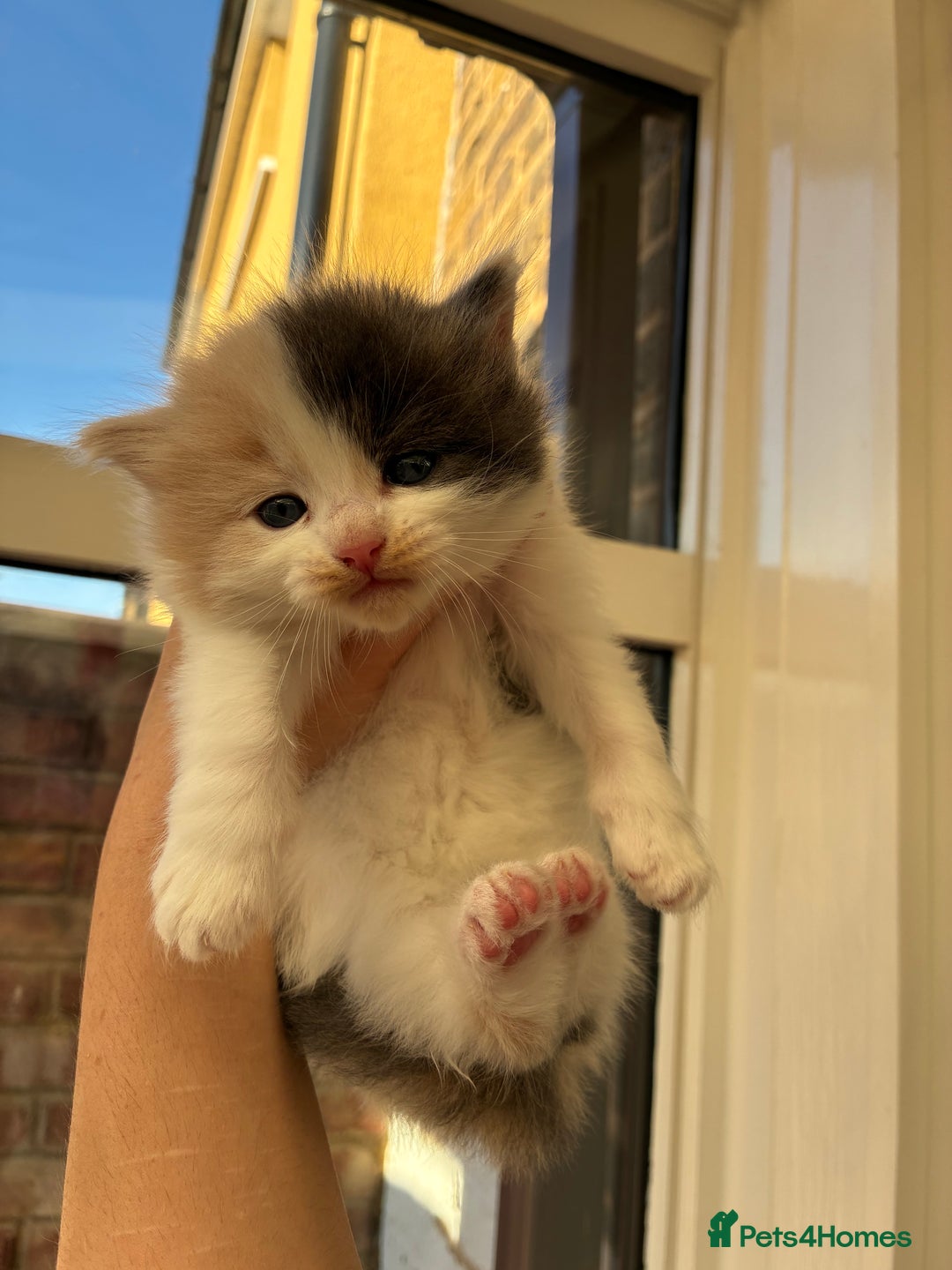 Ragdoll cats for sale: Cuddly Ragdoll X kittens - Image 4