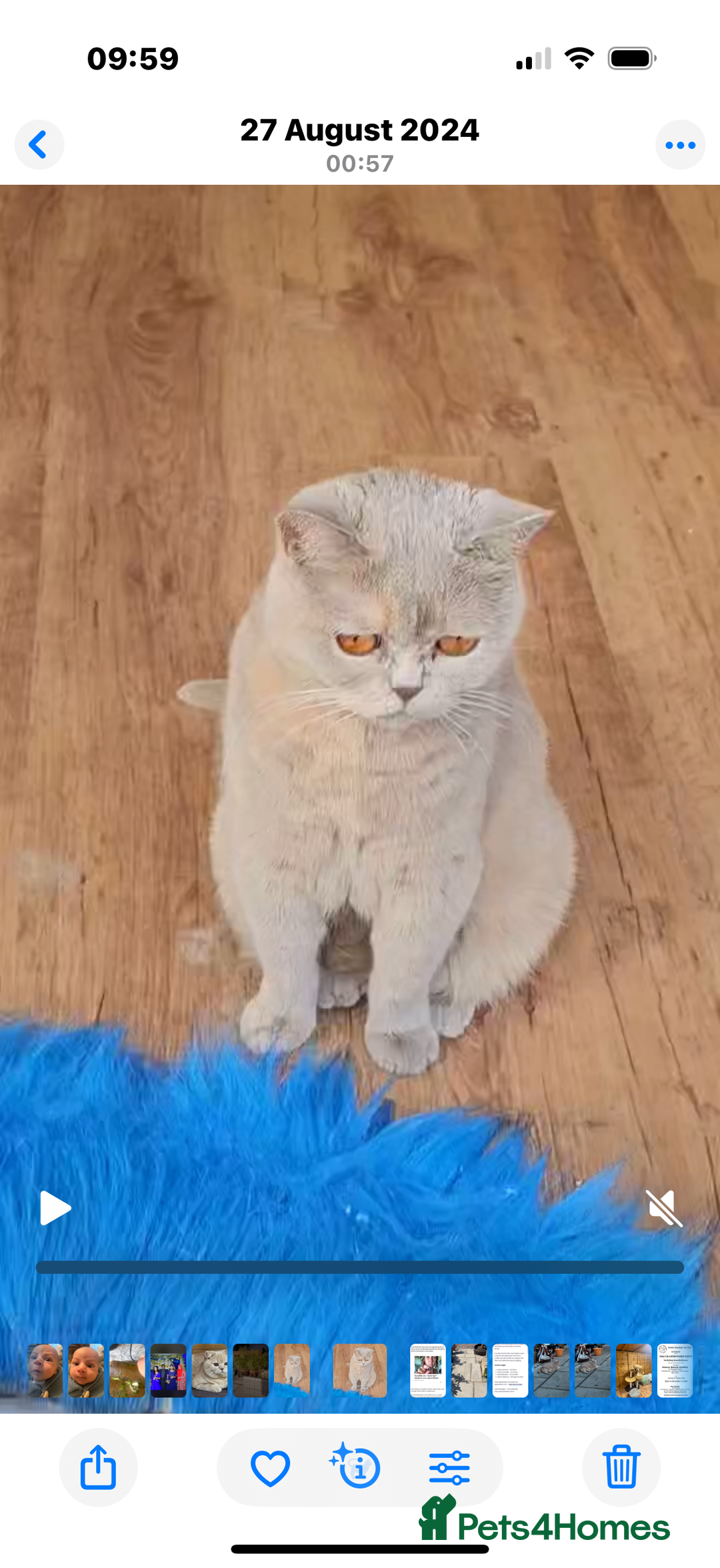 British Shorthair cats for sale: Beautiful lilac tortie British Shorthair  - Image 5